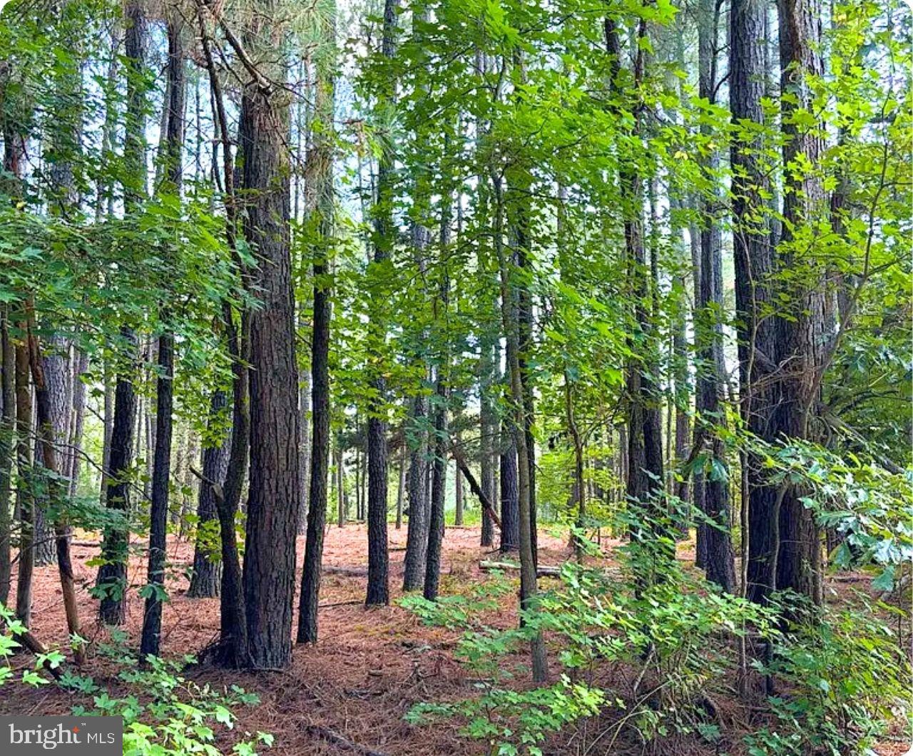 00 WHITE TAIL LN, MACHIPONGO, Virginia 23405, ,Land,For sale,00 WHITE TAIL LN,VANH2000072 MLS # VANH2000072 00 WHITE TAIL LN, MACHIPONGO, Virginia 23405, ,Land,For sale,00 WHITE TAIL LN,VANH2000072 MLS # VANH2000072