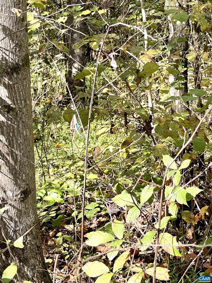 0 RIVERDALE RD, STANARDSVILLE, Virginia 22973, ,Land,For sale,0 RIVERDALE RD,670283 MLS # 670283