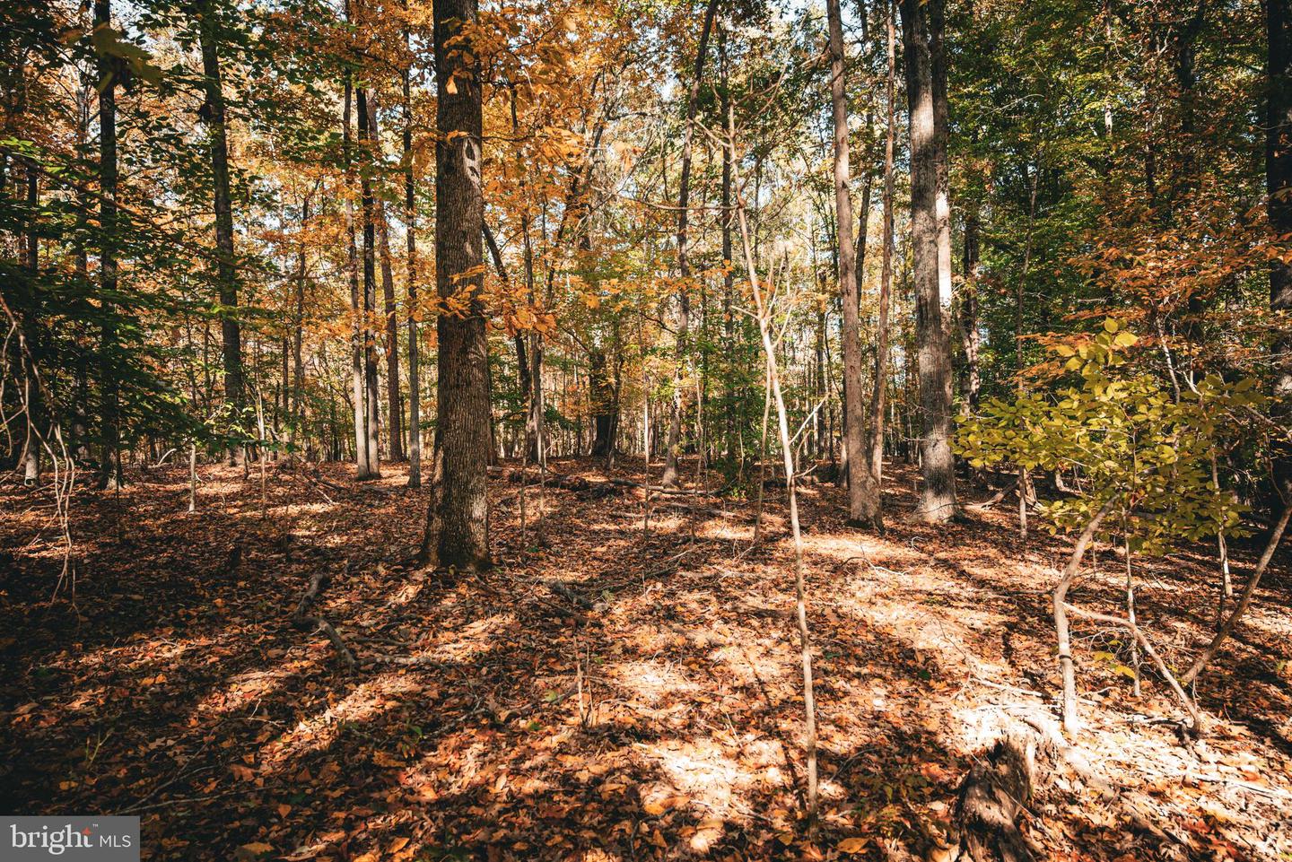 14603 COX MILL RD, GORDONSVILLE, Virginia 22942, ,Farm,For sale,14603 COX MILL RD,VAOR2012628 MLS # VAOR2012628