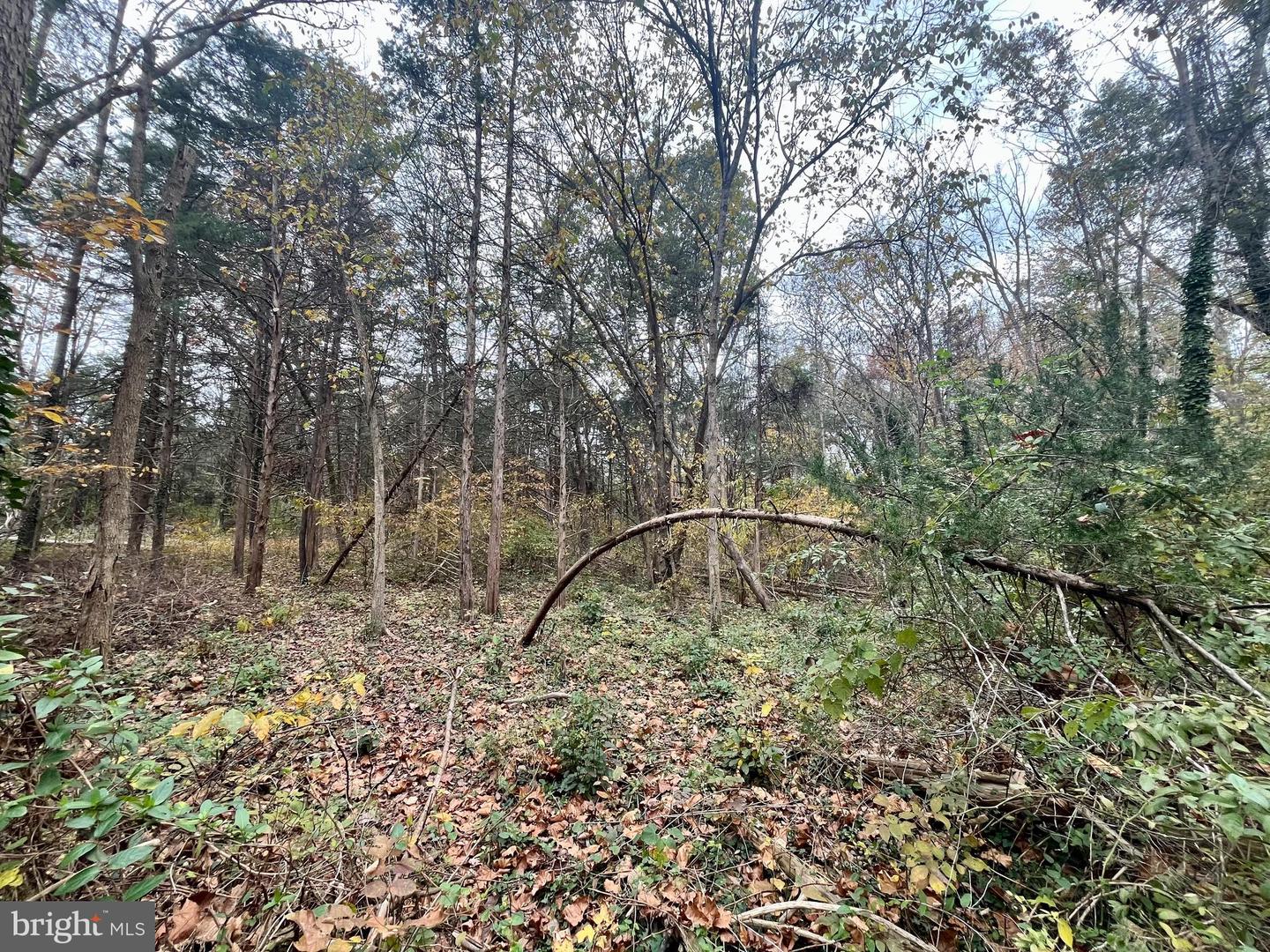 GREENWAY LANE, LURAY, Virginia 22835, ,Land,For sale,GREENWAY LANE,VAPA2005538 MLS # VAPA2005538 GREENWAY LANE, LURAY, Virginia 22835, ,Land,For sale,GREENWAY LANE,VAPA2005538 MLS # VAPA2005538