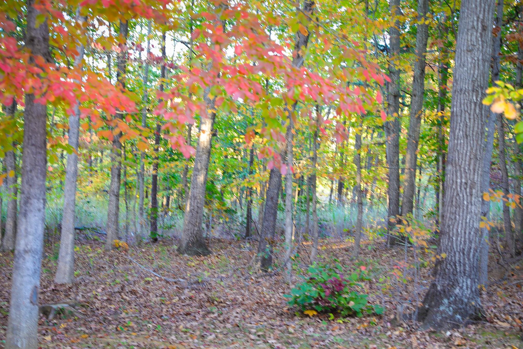 31 BIG BIRD LN, CRIMORA, Virginia 24431, 4 Bedrooms Bedrooms, ,2 BathroomsBathrooms,Residential,31 BIG BIRD LN,670321 MLS # 670321