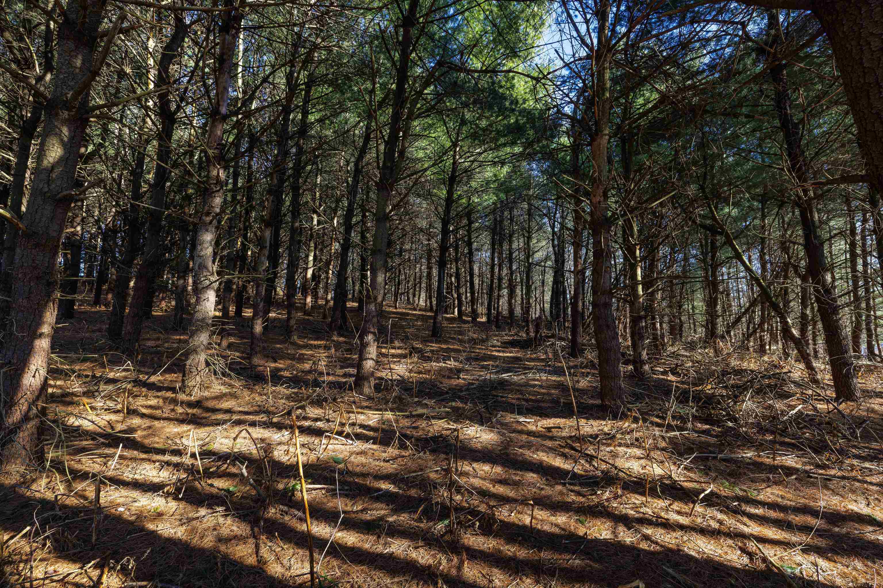 TBD FAIRVIEW RD, MOUNT CRAWFORD, Virginia 22841, ,Land,5 Acres (2 tax map tickets),TBD FAIRVIEW RD,670363 MLS # 670363 TBD FAIRVIEW RD, MOUNT CRAWFORD, Virginia 22841, ,Land,5 Acres (2 tax map tickets),TBD FAIRVIEW RD,670363 MLS # 670363