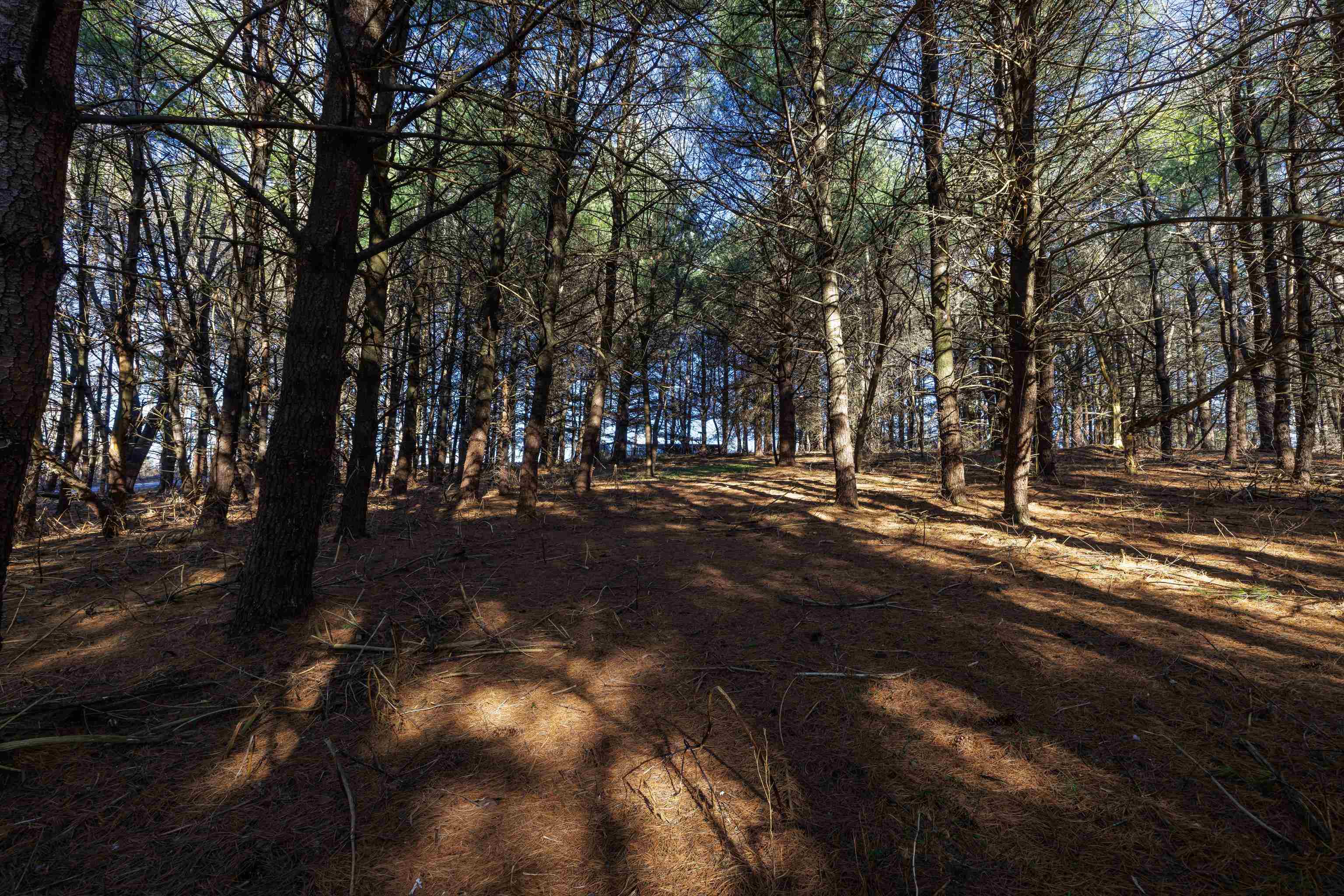 TBD FAIRVIEW RD, MOUNT CRAWFORD, Virginia 22841, ,Land,5 Acres (2 tax map tickets),TBD FAIRVIEW RD,670363 MLS # 670363 TBD FAIRVIEW RD, MOUNT CRAWFORD, Virginia 22841, ,Land,5 Acres (2 tax map tickets),TBD FAIRVIEW RD,670363 MLS # 670363
