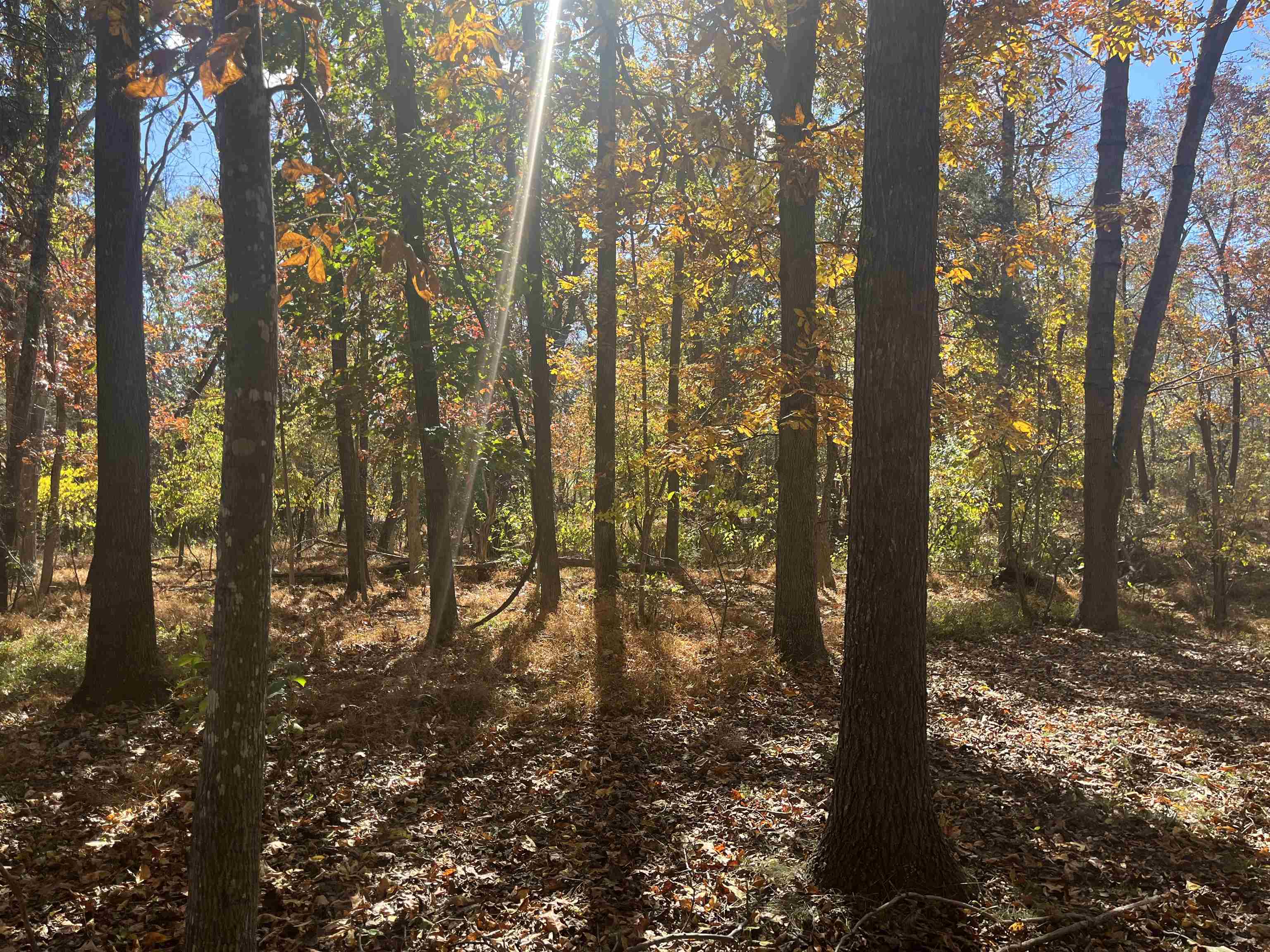 330 BALD ROCK RD, VERONA, Virginia 24482, ,Land,330 BALD ROCK RD,670394 MLS # 670394 330 BALD ROCK RD, VERONA, Virginia 24482, ,Land,330 BALD ROCK RD,670394 MLS # 670394