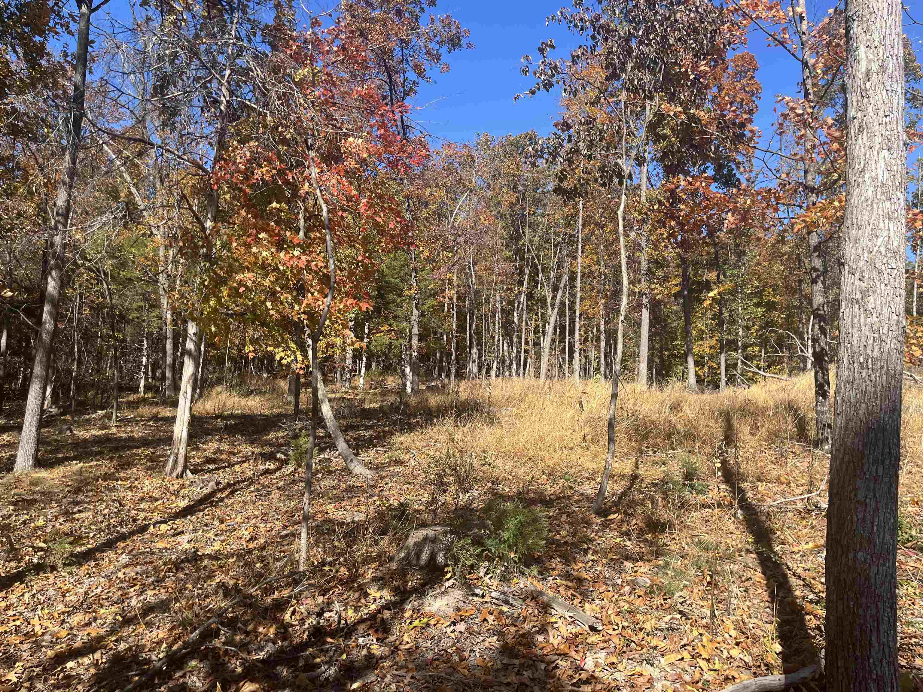 330 BALD ROCK RD, VERONA, Virginia 24482, ,Land,330 BALD ROCK RD,670394 MLS # 670394 330 BALD ROCK RD, VERONA, Virginia 24482, ,Land,330 BALD ROCK RD,670394 MLS # 670394