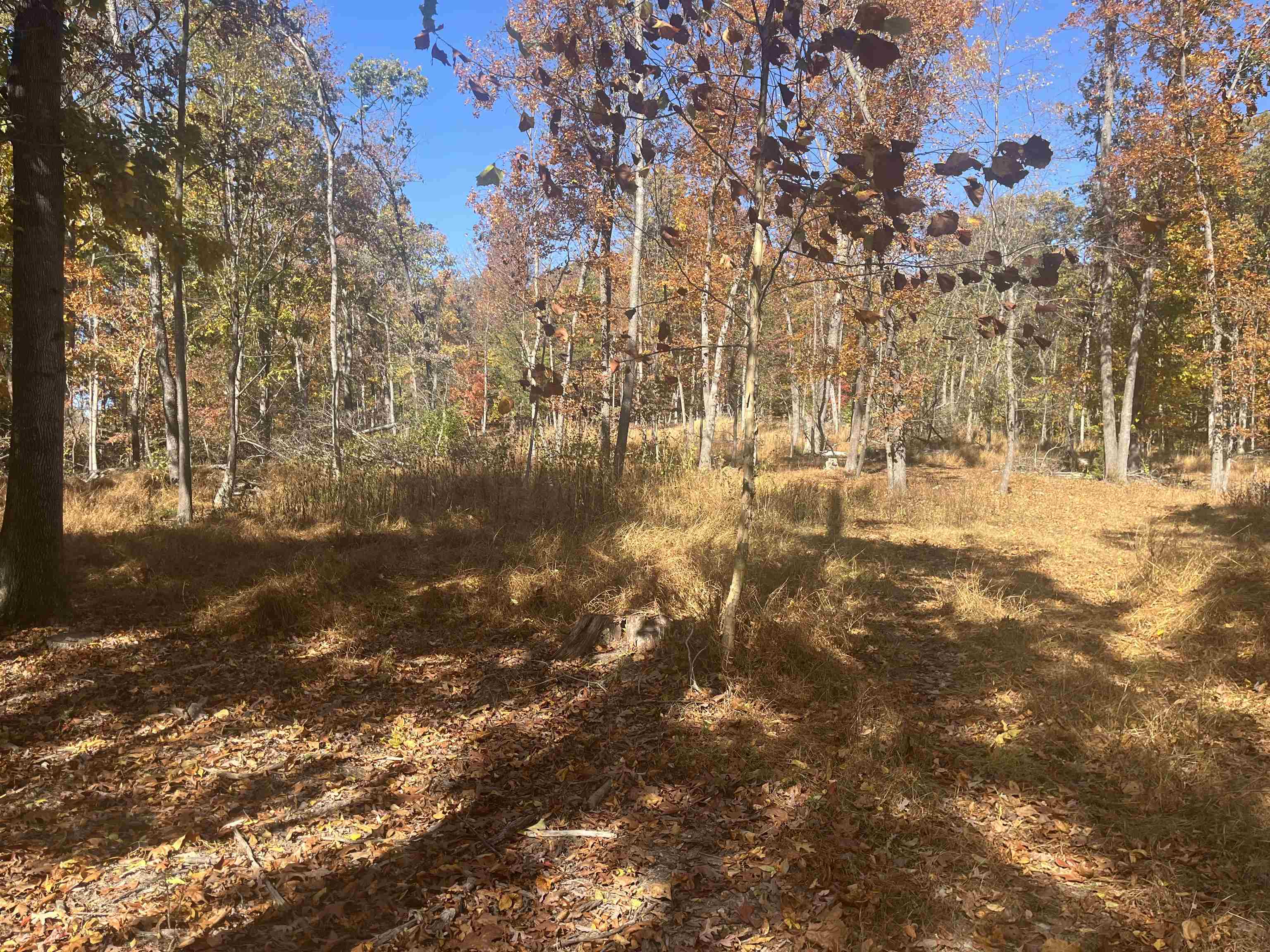 330 BALD ROCK RD, VERONA, Virginia 24482, ,Land,330 BALD ROCK RD,670394 MLS # 670394 330 BALD ROCK RD, VERONA, Virginia 24482, ,Land,330 BALD ROCK RD,670394 MLS # 670394