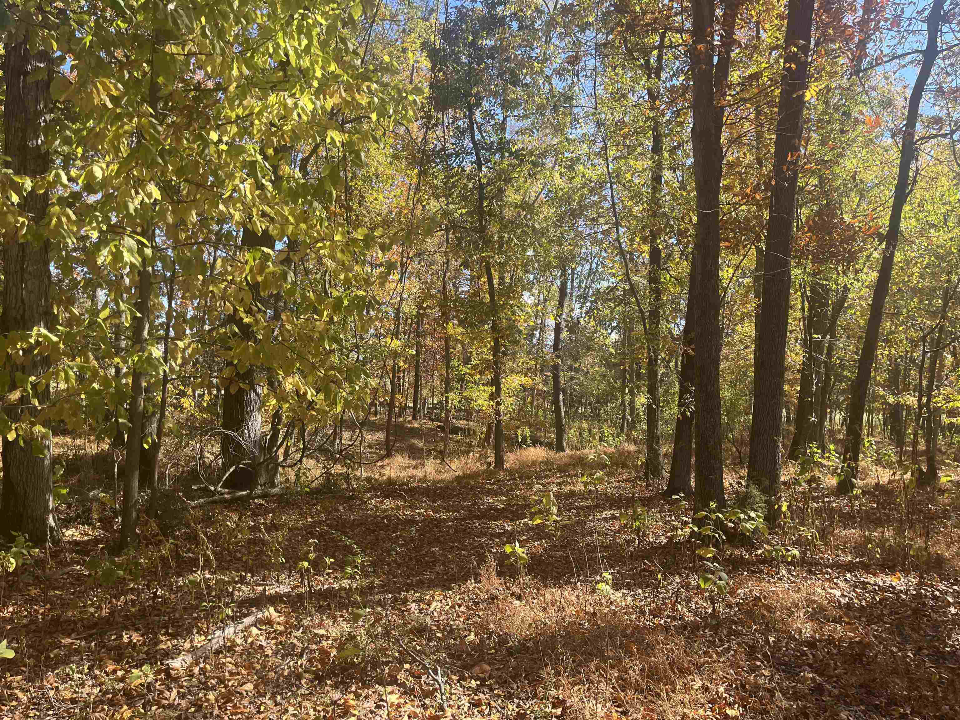 330 BALD ROCK RD, VERONA, Virginia 24482, ,Land,330 BALD ROCK RD,670394 MLS # 670394 330 BALD ROCK RD, VERONA, Virginia 24482, ,Land,330 BALD ROCK RD,670394 MLS # 670394