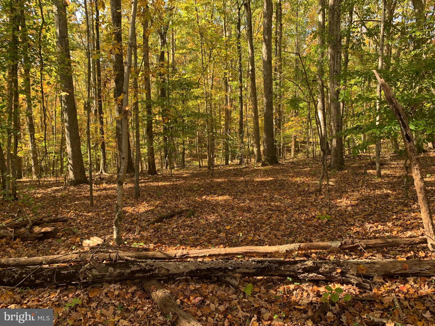 28282 RACCOON FORD RD, BURR HILL, Virginia 22433, ,Farm,For sale,28282 RACCOON FORD RD,VAOR2012612 MLS # VAOR2012612 28282 RACCOON FORD RD, BURR HILL, Virginia 22433, ,Farm,For sale,28282 RACCOON FORD RD,VAOR2012612 MLS # VAOR2012612