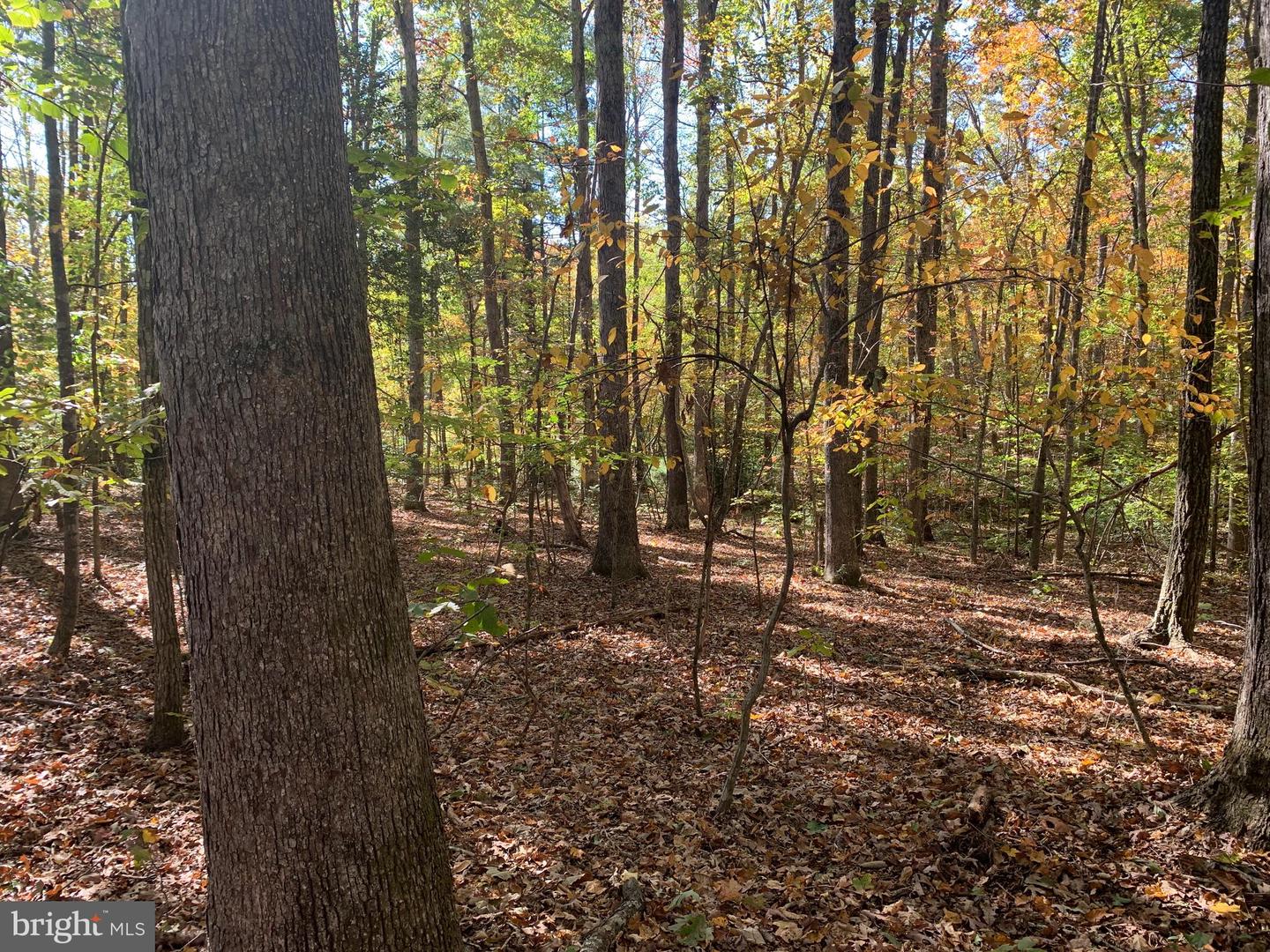 28282 RACCOON FORD RD, BURR HILL, Virginia 22433, ,Farm,For sale,28282 RACCOON FORD RD,VAOR2012612 MLS # VAOR2012612 28282 RACCOON FORD RD, BURR HILL, Virginia 22433, ,Farm,For sale,28282 RACCOON FORD RD,VAOR2012612 MLS # VAOR2012612