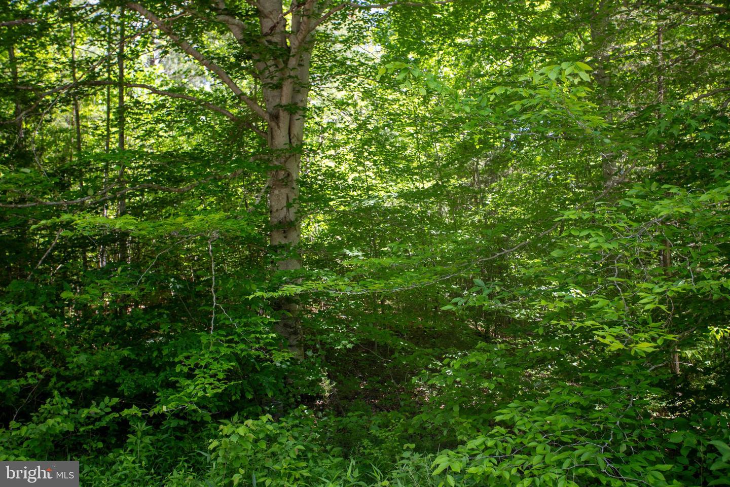 DOSWELL TOWN ROAD #5, MEHERRIN, Virginia 23954, ,Land,For sale,DOSWELL TOWN ROAD #5,VALB2000066 MLS # VALB2000066 DOSWELL TOWN ROAD #5, MEHERRIN, Virginia 23954, ,Land,For sale,DOSWELL TOWN ROAD #5,VALB2000066 MLS # VALB2000066