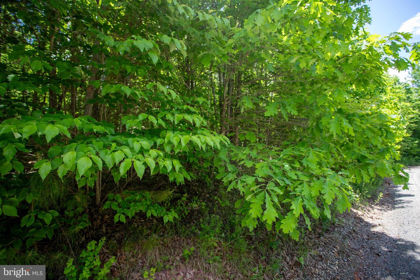 DOSWELL TOWN ROAD #5, MEHERRIN, Virginia 23954, ,Land,For sale,DOSWELL TOWN ROAD #5,VALB2000066 MLS # VALB2000066 DOSWELL TOWN ROAD #5, MEHERRIN, Virginia 23954, ,Land,For sale,DOSWELL TOWN ROAD #5,VALB2000066 MLS # VALB2000066