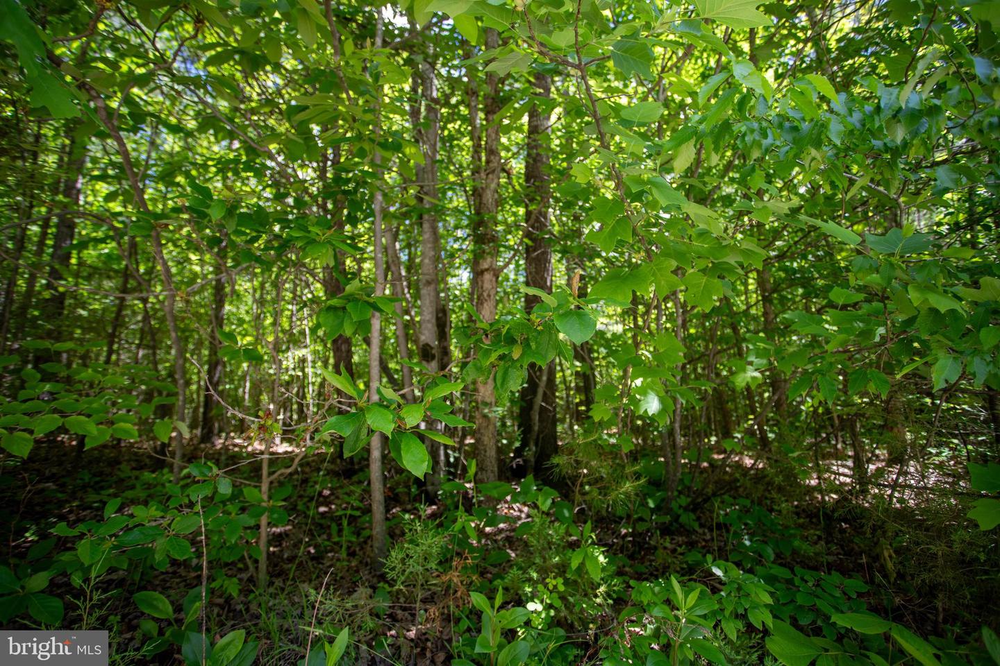 DOSWELL TOWN ROAD #5, MEHERRIN, Virginia 23954, ,Land,For sale,DOSWELL TOWN ROAD #5,VALB2000066 MLS # VALB2000066 DOSWELL TOWN ROAD #5, MEHERRIN, Virginia 23954, ,Land,For sale,DOSWELL TOWN ROAD #5,VALB2000066 MLS # VALB2000066