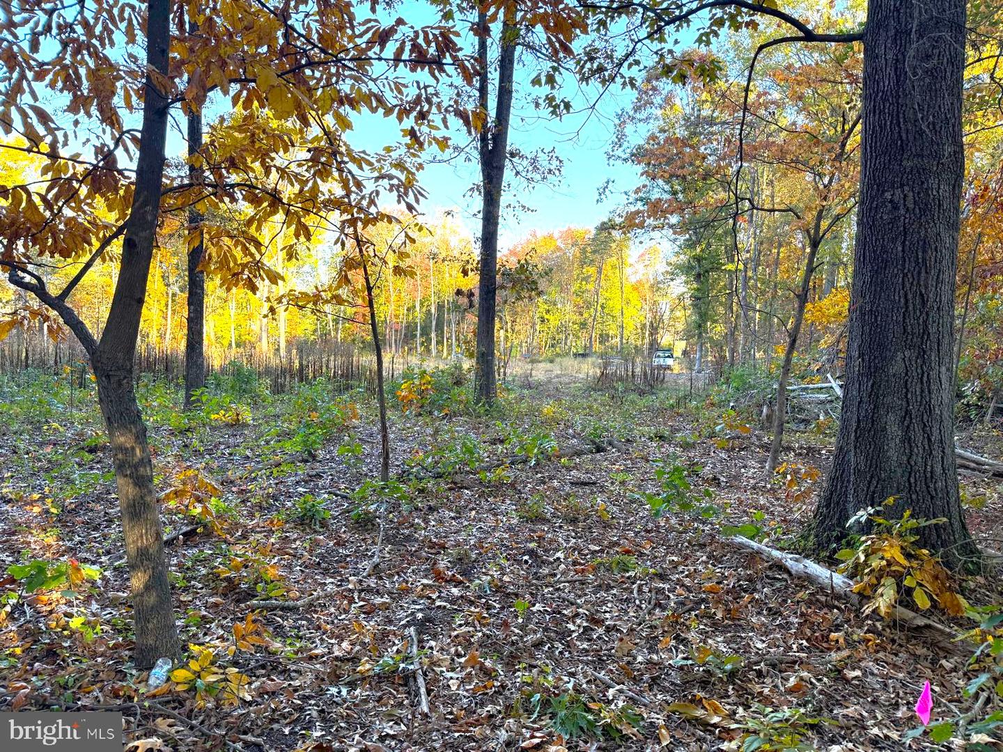 16120 BRANDY RD, CULPEPER, Virginia 22701, ,Land,For sale,16120 BRANDY RD,VACU2011906 MLS # VACU2011906 16120 BRANDY RD, CULPEPER, Virginia 22701, ,Land,For sale,16120 BRANDY RD,VACU2011906 MLS # VACU2011906