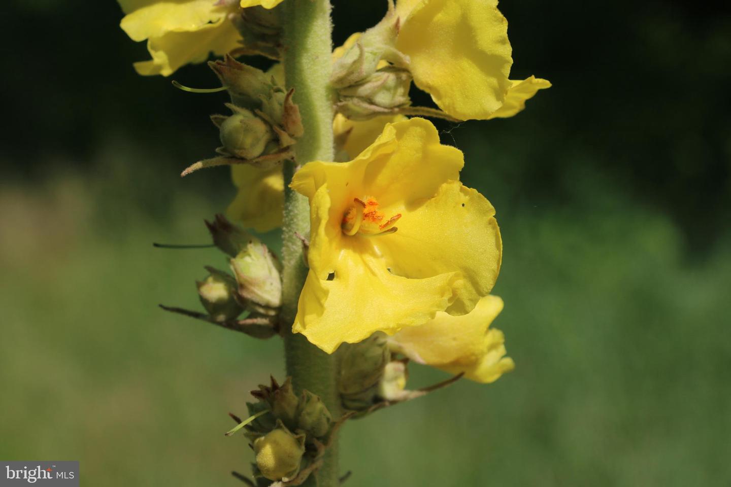 BRUSH CREEK RD, WINCHESTER, Virginia 22603, ,Land,For sale,BRUSH CREEK RD,VAFV2037512 MLS # VAFV2037512 BRUSH CREEK RD, WINCHESTER, Virginia 22603, ,Land,For sale,BRUSH CREEK RD,VAFV2037512 MLS # VAFV2037512