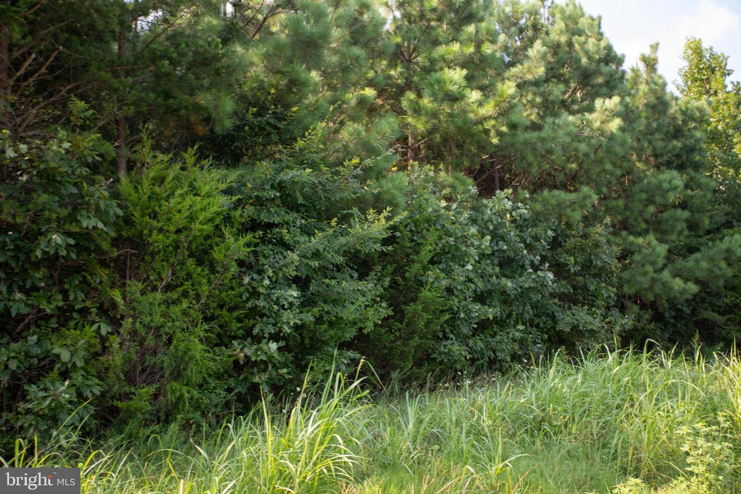 OLD WELL #1, PHENIX, Virginia 23959, ,Land,For sale,OLD WELL #1,VACE2000036 MLS # VACE2000036 OLD WELL #1, PHENIX, Virginia 23959, ,Land,For sale,OLD WELL #1,VACE2000036 MLS # VACE2000036