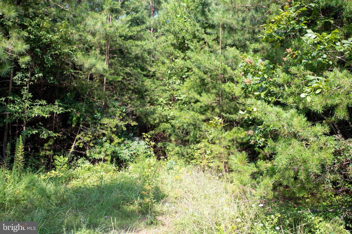 OLD WELL #1, PHENIX, Virginia 23959, ,Land,For sale,OLD WELL #1,VACE2000036 MLS # VACE2000036 OLD WELL #1, PHENIX, Virginia 23959, ,Land,For sale,OLD WELL #1,VACE2000036 MLS # VACE2000036