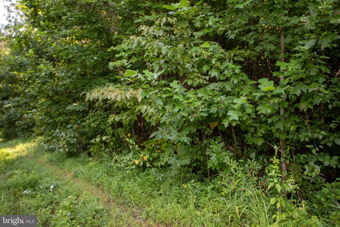 OLD WELL #1, PHENIX, Virginia 23959, ,Land,For sale,OLD WELL #1,VACE2000036 MLS # VACE2000036 OLD WELL #1, PHENIX, Virginia 23959, ,Land,For sale,OLD WELL #1,VACE2000036 MLS # VACE2000036