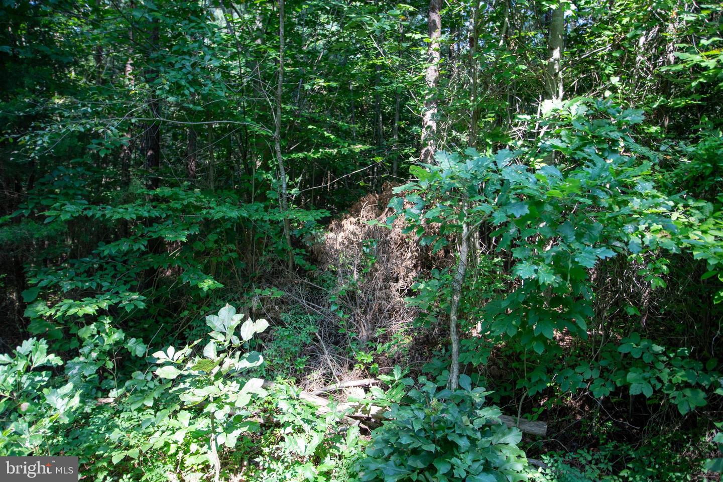 OLD WELL #1, PHENIX, Virginia 23959, ,Land,For sale,OLD WELL #1,VACE2000036 MLS # VACE2000036 OLD WELL #1, PHENIX, Virginia 23959, ,Land,For sale,OLD WELL #1,VACE2000036 MLS # VACE2000036