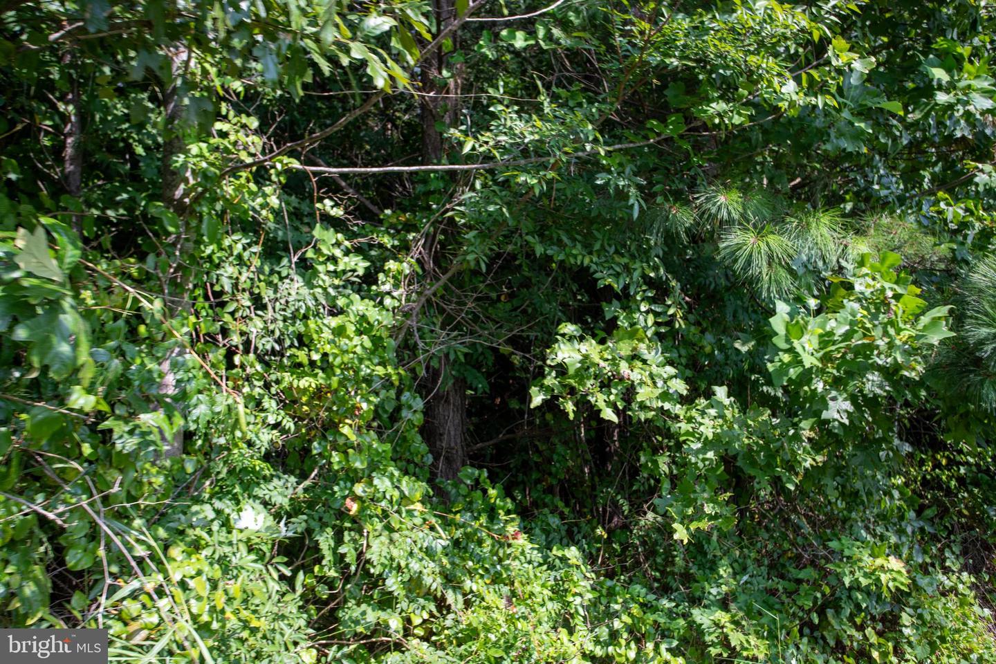 OLD WELL #1, PHENIX, Virginia 23959, ,Land,For sale,OLD WELL #1,VACE2000036 MLS # VACE2000036 OLD WELL #1, PHENIX, Virginia 23959, ,Land,For sale,OLD WELL #1,VACE2000036 MLS # VACE2000036