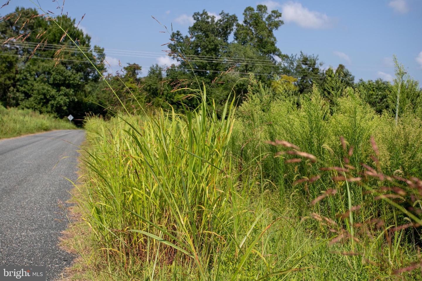 OLD WELL #1, PHENIX, Virginia 23959, ,Land,For sale,OLD WELL #1,VACE2000036 MLS # VACE2000036 OLD WELL #1, PHENIX, Virginia 23959, ,Land,For sale,OLD WELL #1,VACE2000036 MLS # VACE2000036
