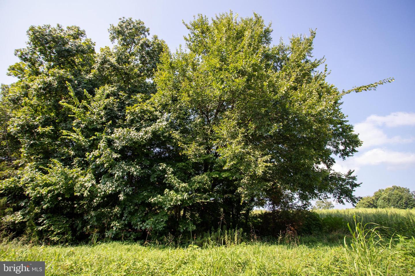 OLD WELL #1, PHENIX, Virginia 23959, ,Land,For sale,OLD WELL #1,VACE2000036 MLS # VACE2000036 OLD WELL #1, PHENIX, Virginia 23959, ,Land,For sale,OLD WELL #1,VACE2000036 MLS # VACE2000036