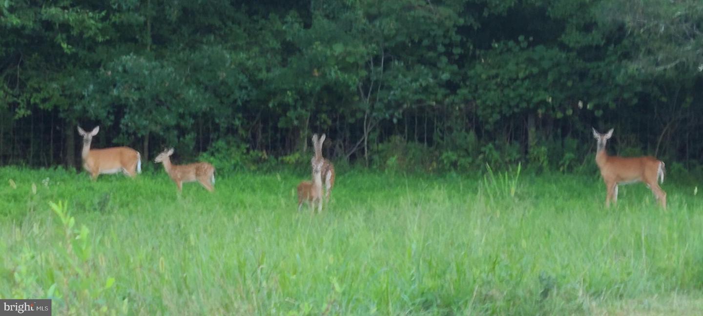 13206 GOLDEN DR, SUMERDUCK, Virginia 22742, 3 Bedrooms Bedrooms, 11 Rooms Rooms,2 BathroomsBathrooms,Residential,For sale,13206 GOLDEN DR,VAFQ2019464 MLS # VAFQ2019464