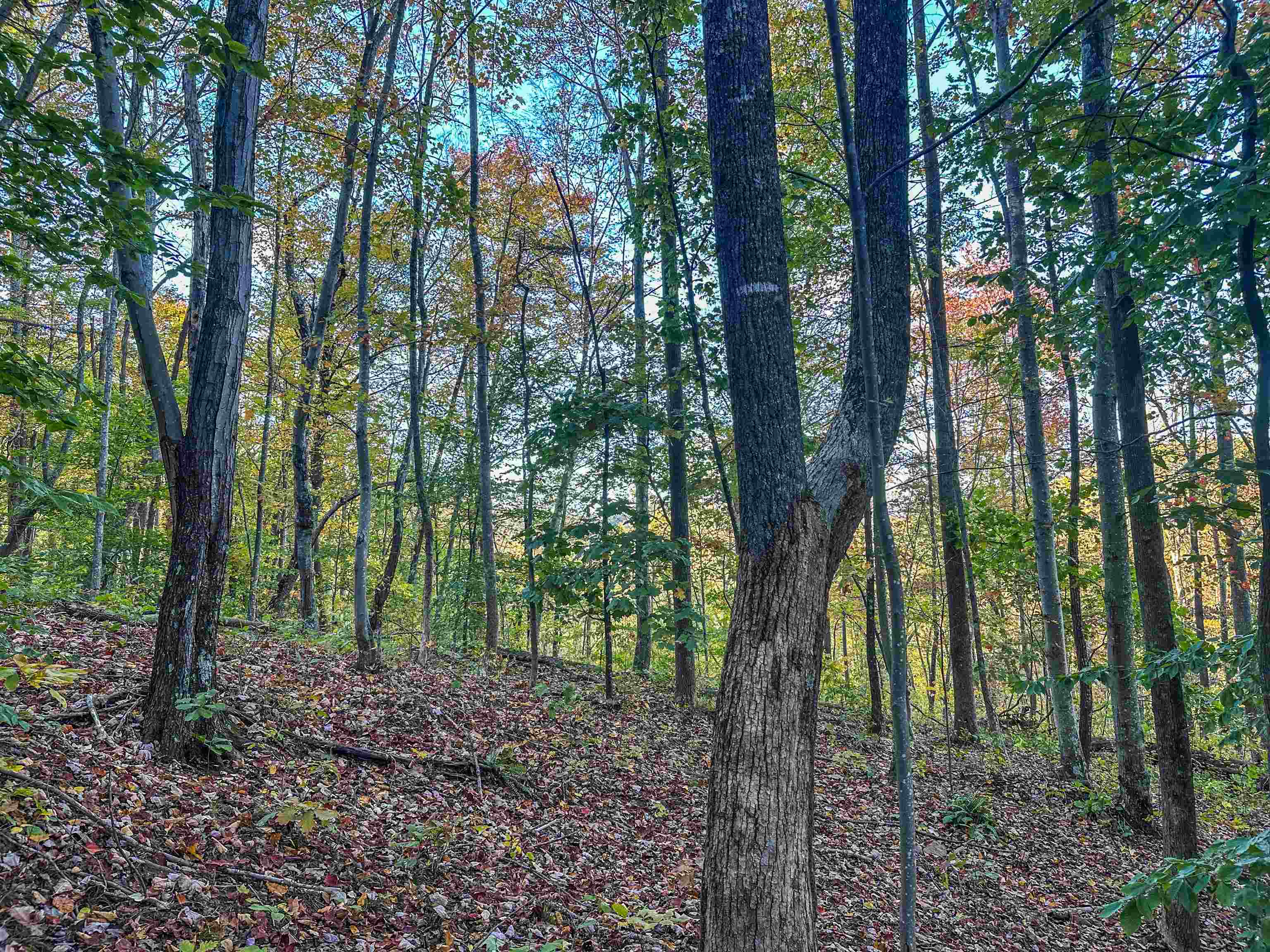 TBD PEACEFUL LN, LOVINGSTON, Virginia 22949, ,Land,TBD PEACEFUL LN,670431 MLS # 670431