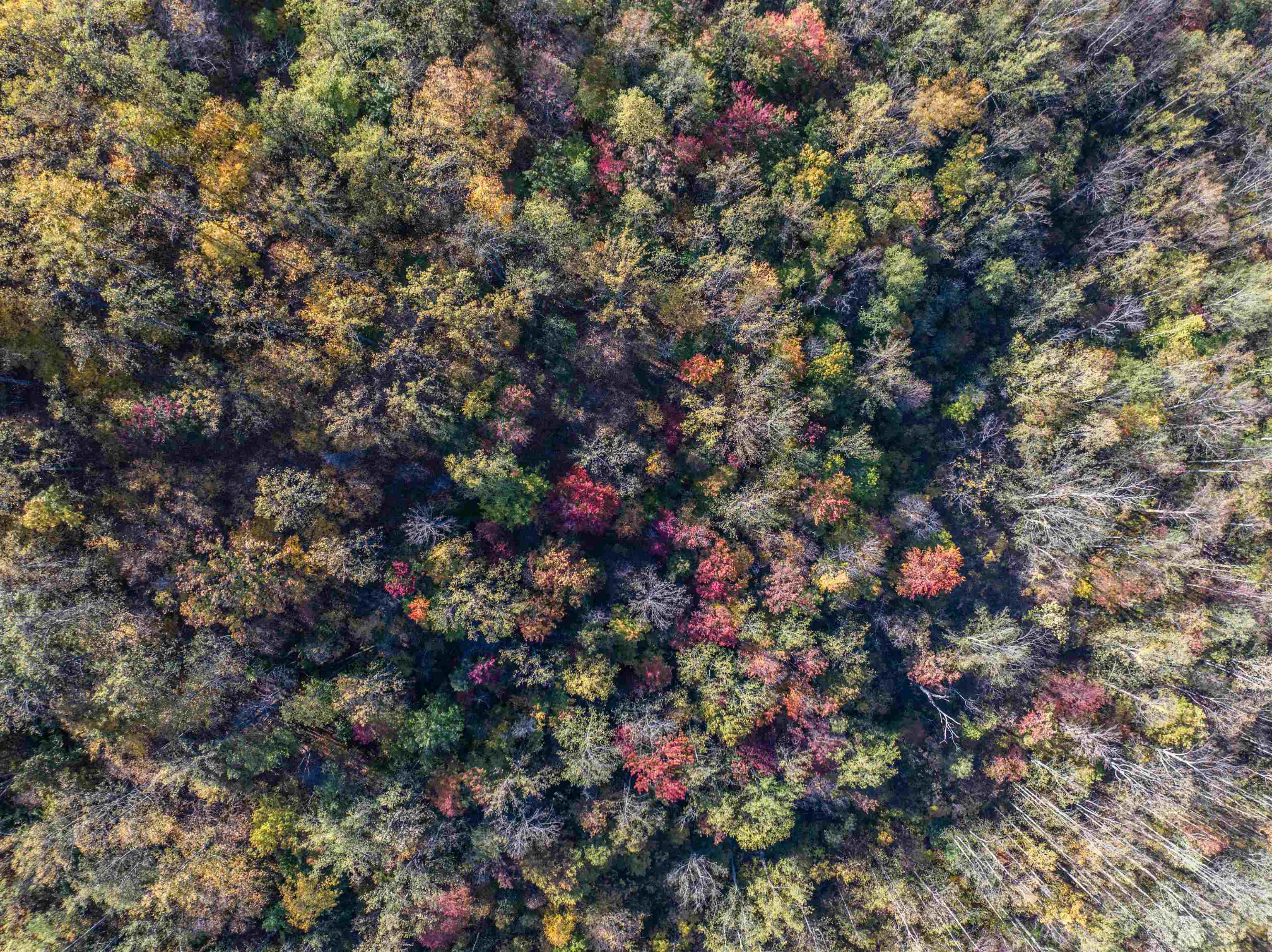 TBD PEACEFUL LN, LOVINGSTON, Virginia 22949, ,Land,TBD PEACEFUL LN,670431 MLS # 670431