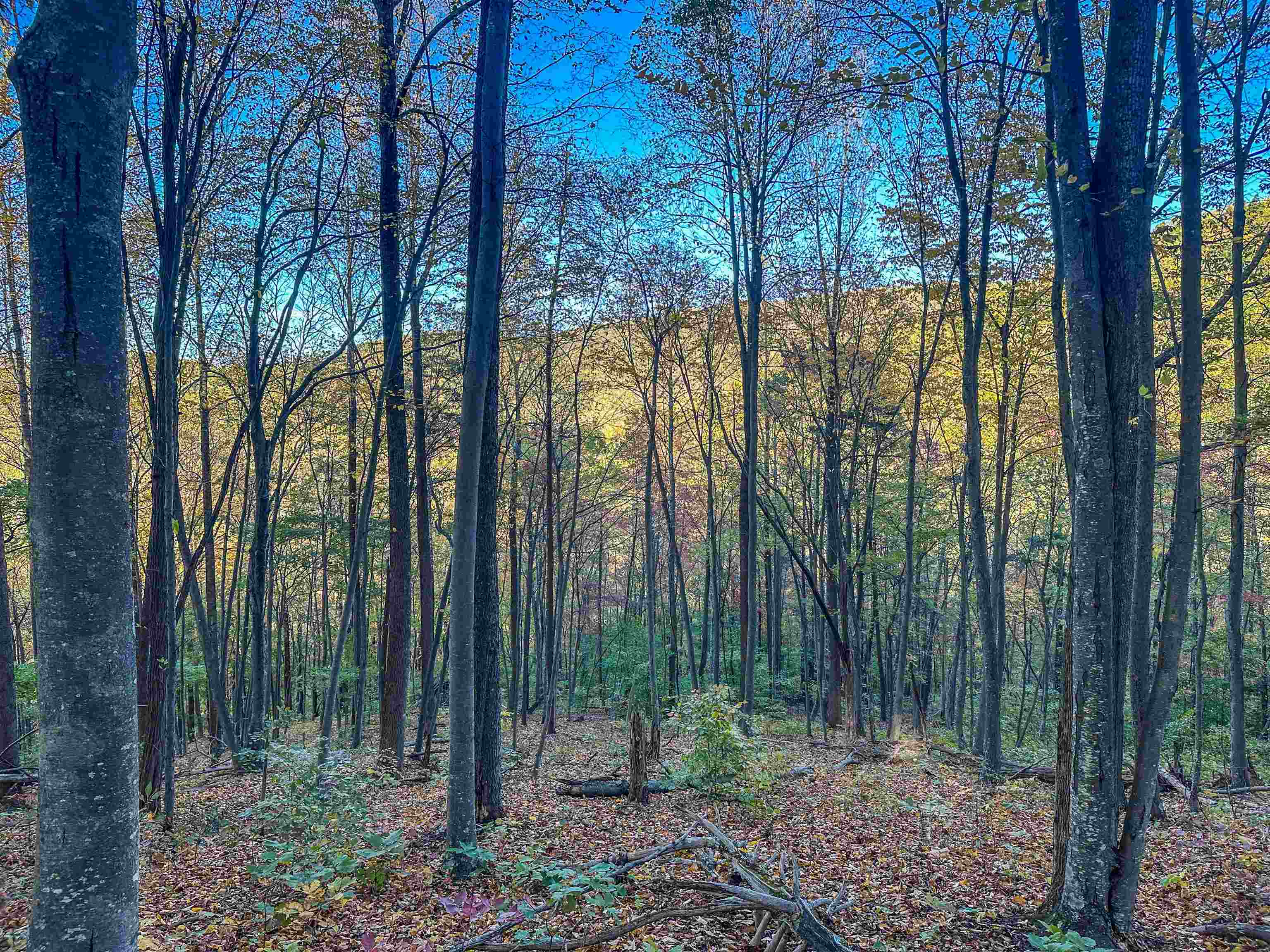 TBD PEACEFUL LN, LOVINGSTON, Virginia 22949, ,Land,TBD PEACEFUL LN,670431 MLS # 670431