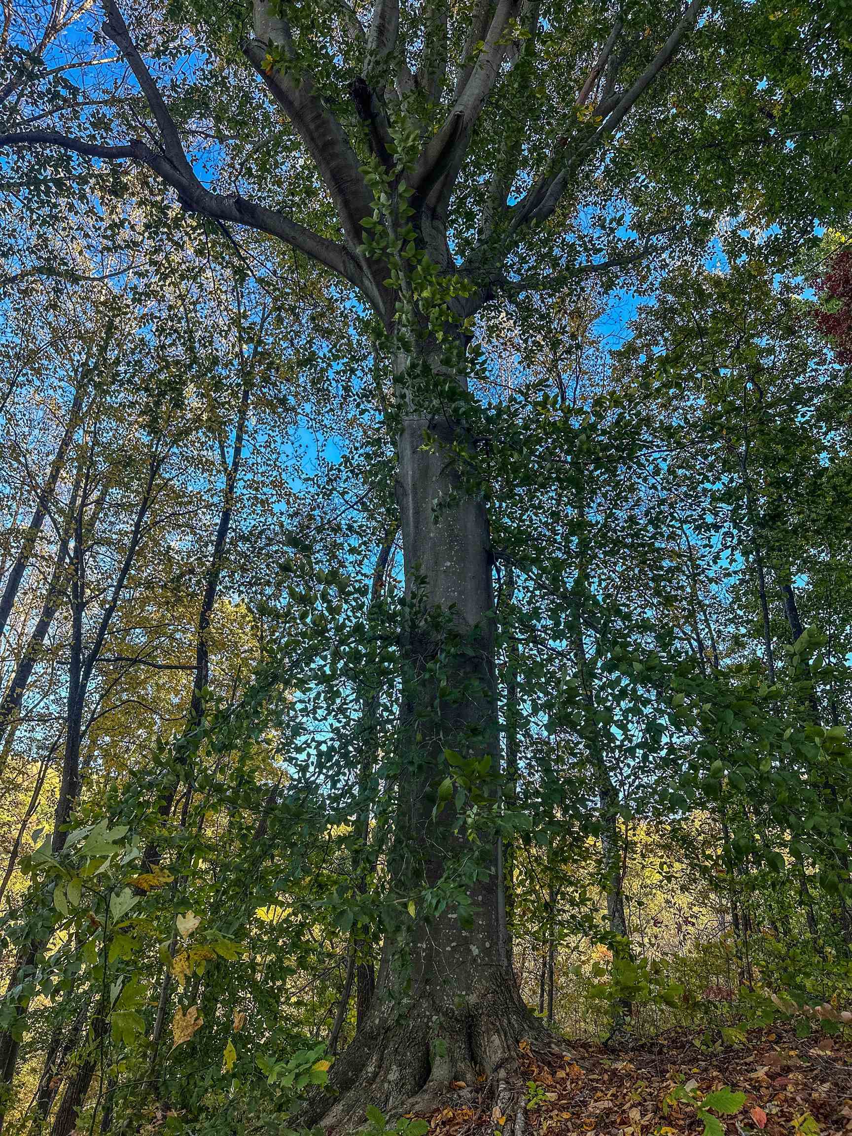 TBD PEACEFUL LN, LOVINGSTON, Virginia 22949, ,Land,TBD PEACEFUL LN,670431 MLS # 670431