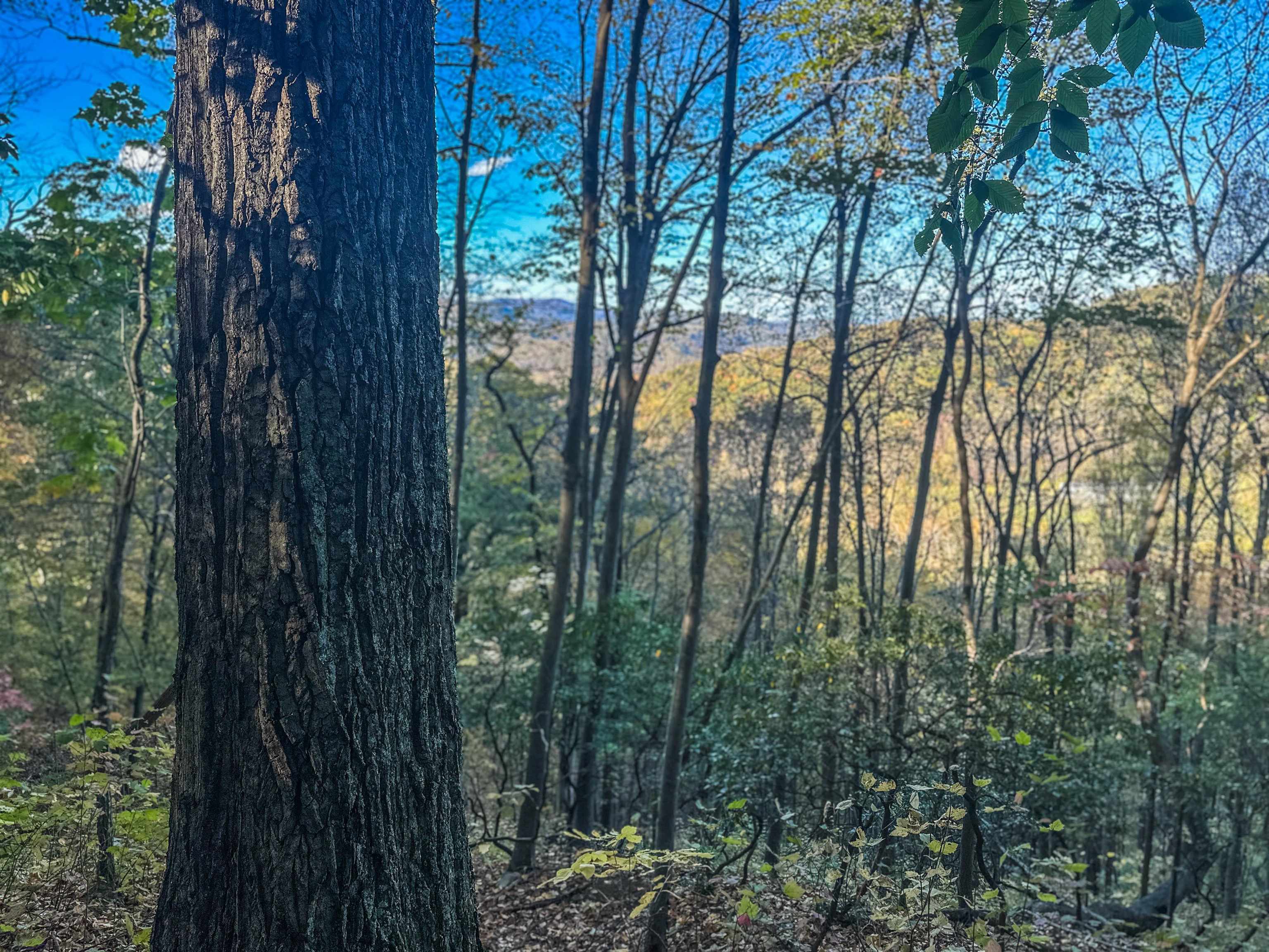 TBD PEACEFUL LN, LOVINGSTON, Virginia 22949, ,Land,TBD PEACEFUL LN,670431 MLS # 670431