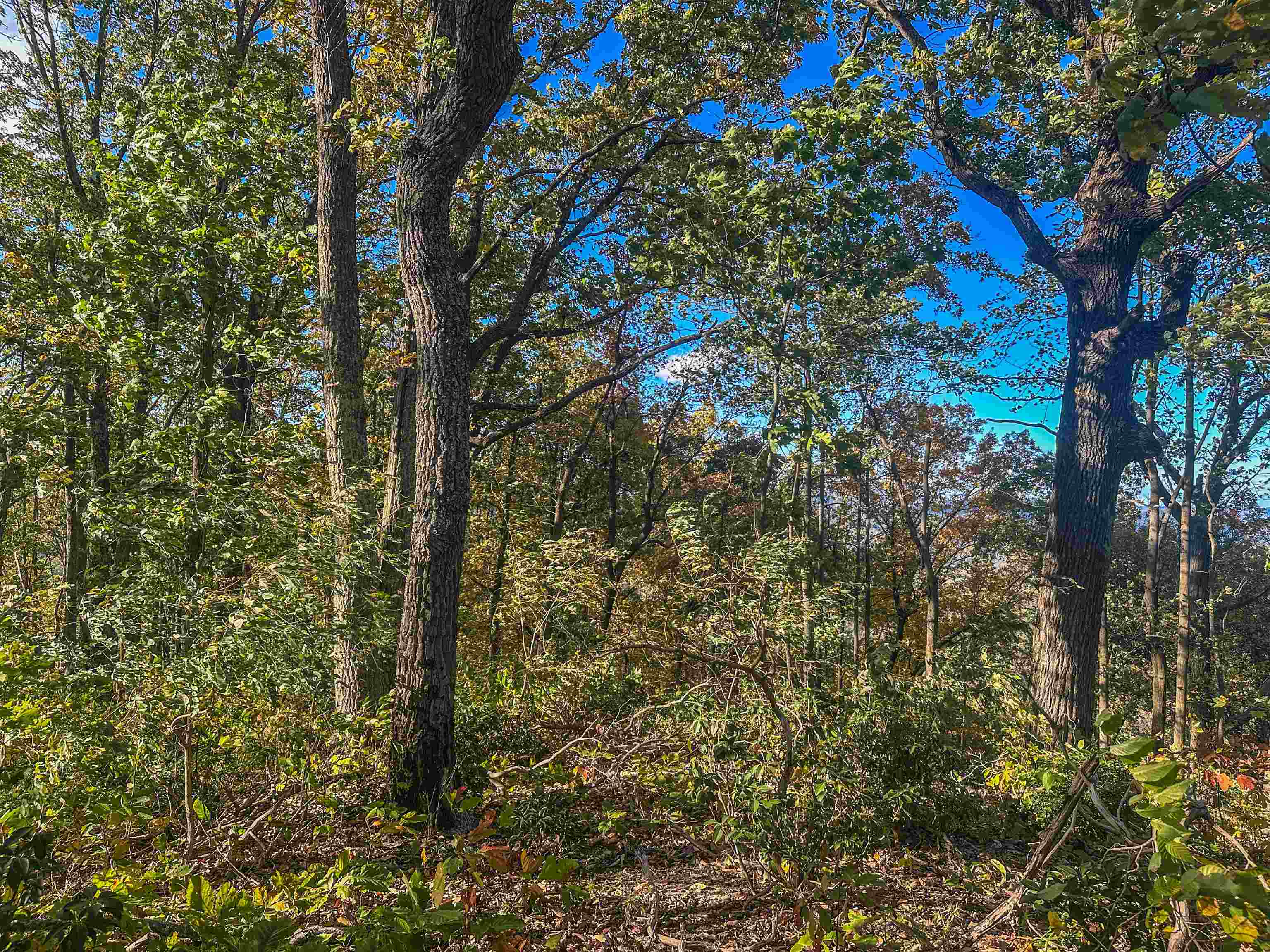 TBD PEACEFUL LN, LOVINGSTON, Virginia 22949, ,Land,TBD PEACEFUL LN,670431 MLS # 670431