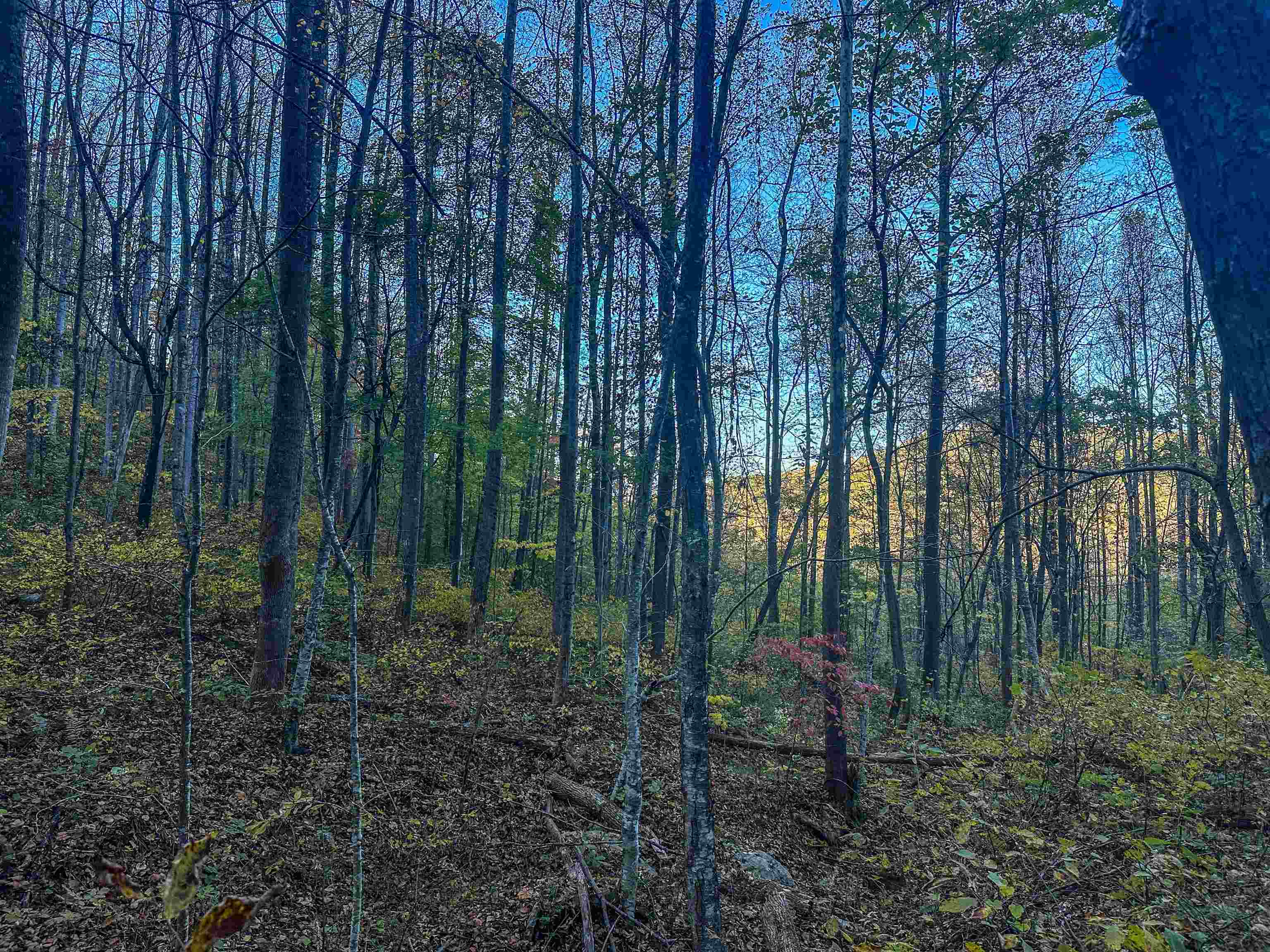 TBD PEACEFUL LN, LOVINGSTON, Virginia 22949, ,Land,TBD PEACEFUL LN,670431 MLS # 670431