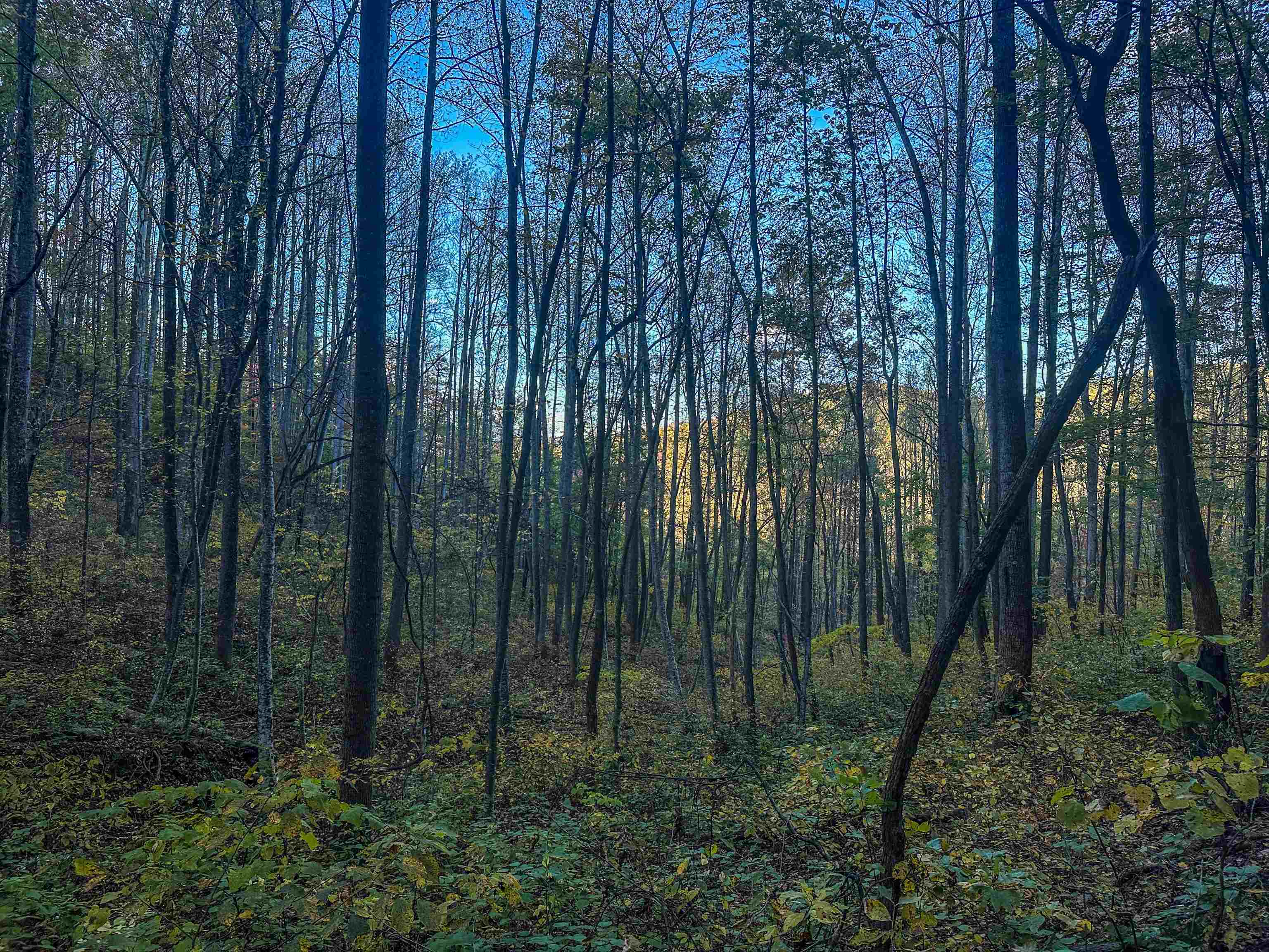 TBD PEACEFUL LN, LOVINGSTON, Virginia 22949, ,Land,TBD PEACEFUL LN,670431 MLS # 670431