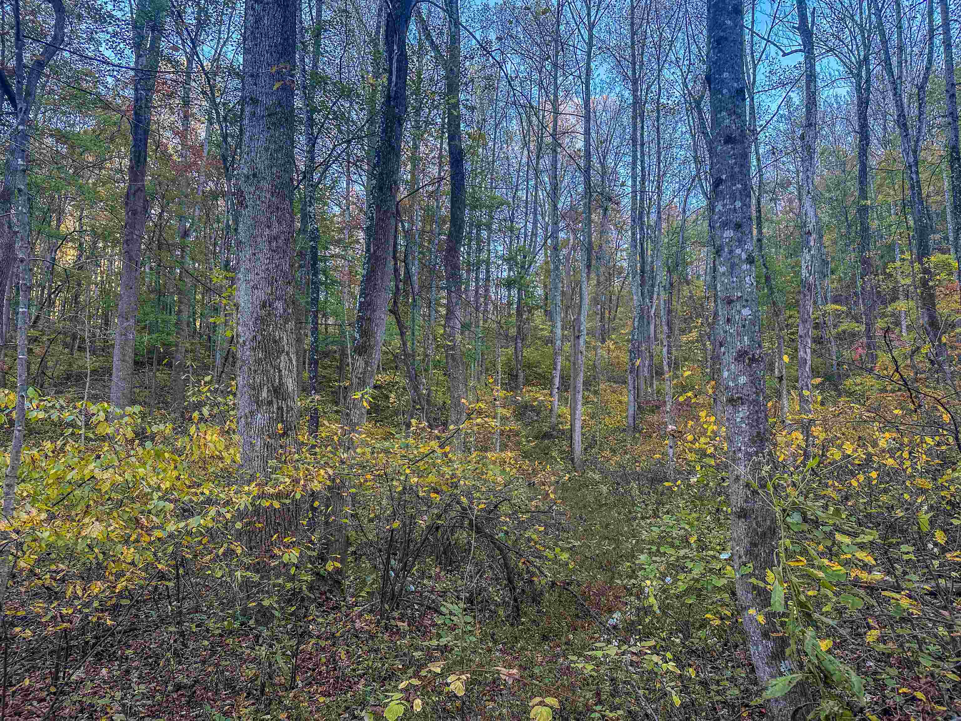 TBD PEACEFUL LN, LOVINGSTON, Virginia 22949, ,Land,TBD PEACEFUL LN,670431 MLS # 670431