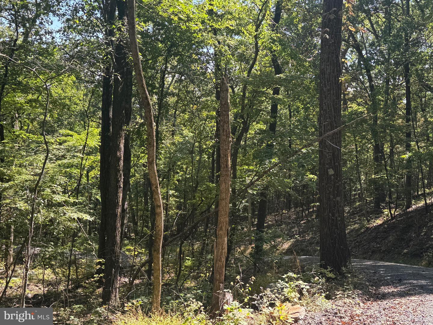 0 FOREST DRIVE EXT, LURAY, Virginia 22835, ,Land,For sale,0 FOREST DRIVE EXT,VAPA2005454 MLS # VAPA2005454 0 FOREST DRIVE EXT, LURAY, Virginia 22835, ,Land,For sale,0 FOREST DRIVE EXT,VAPA2005454 MLS # VAPA2005454