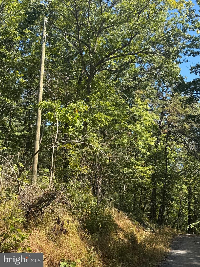 0 FOREST DRIVE EXT, LURAY, Virginia 22835, ,Land,For sale,0 FOREST DRIVE EXT,VAPA2005454 MLS # VAPA2005454 0 FOREST DRIVE EXT, LURAY, Virginia 22835, ,Land,For sale,0 FOREST DRIVE EXT,VAPA2005454 MLS # VAPA2005454