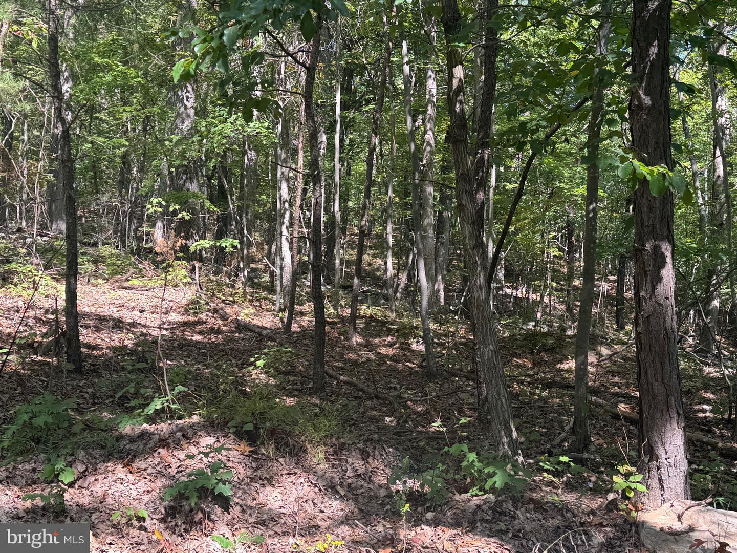 0 FOREST DRIVE EXT, LURAY, Virginia 22835, ,Land,For sale,0 FOREST DRIVE EXT,VAPA2005454 MLS # VAPA2005454 0 FOREST DRIVE EXT, LURAY, Virginia 22835, ,Land,For sale,0 FOREST DRIVE EXT,VAPA2005454 MLS # VAPA2005454