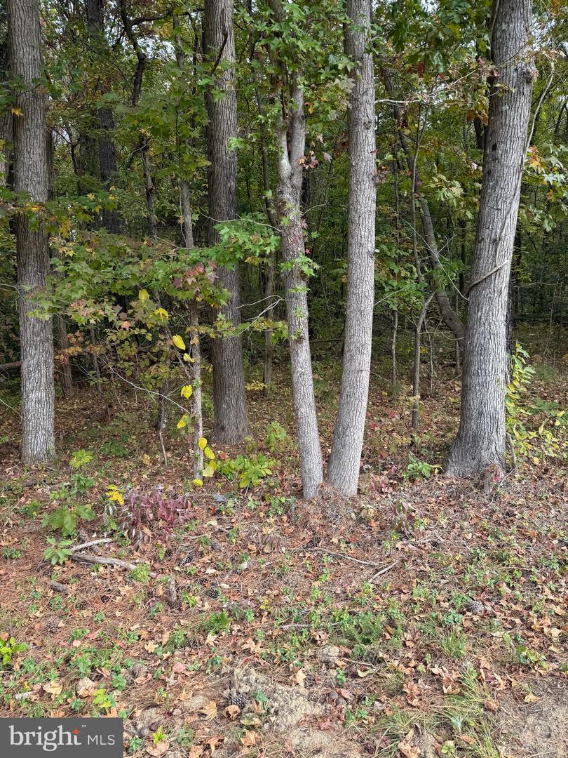 LOT 104 AMERICAN DR, MONTROSS, Virginia 22520, ,Land,For sale,LOT 104 AMERICAN DR,VAWE2010032 MLS # VAWE2010032 LOT 104 AMERICAN DR, MONTROSS, Virginia 22520, ,Land,For sale,LOT 104 AMERICAN DR,VAWE2010032 MLS # VAWE2010032