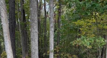 LOT 104 AMERICAN DR, MONTROSS, Virginia 22520, ,Land,For sale,LOT 104 AMERICAN DR,VAWE2010032 MLS # VAWE2010032