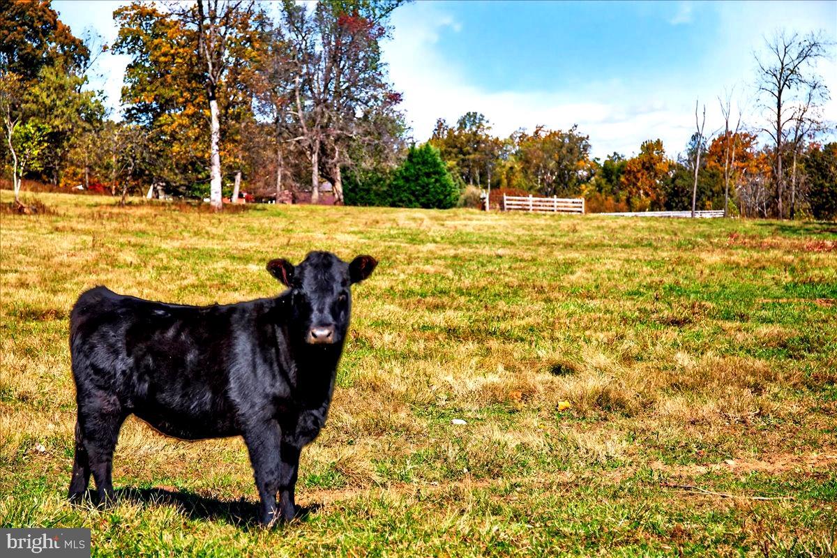 290 RILEY HOLLOW RD, HUNTLY, Virginia 22640, 3 Bedrooms Bedrooms, ,3 BathroomsBathrooms,Farm,For sale,290 RILEY HOLLOW RD,VARP2002364 MLS # VARP2002364 290 RILEY HOLLOW RD, HUNTLY, Virginia 22640, 3 Bedrooms Bedrooms, ,3 BathroomsBathrooms,Farm,For sale,290 RILEY HOLLOW RD,VARP2002364 MLS # VARP2002364