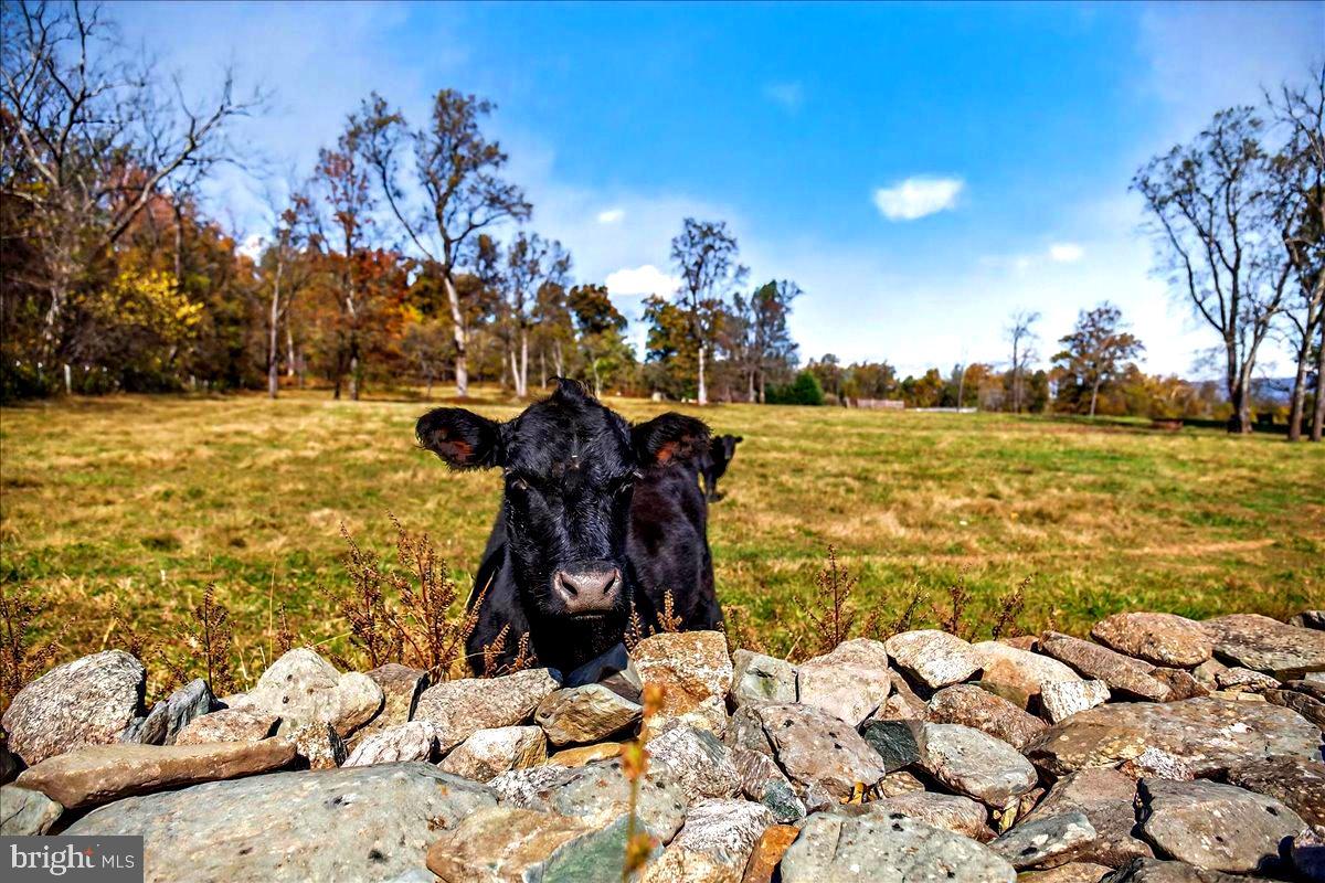 290 RILEY HOLLOW RD, HUNTLY, Virginia 22640, 3 Bedrooms Bedrooms, ,3 BathroomsBathrooms,Residential,For sale,290 RILEY HOLLOW RD,VARP2002360 MLS # VARP2002360 290 RILEY HOLLOW RD, HUNTLY, Virginia 22640, 3 Bedrooms Bedrooms, ,3 BathroomsBathrooms,Residential,For sale,290 RILEY HOLLOW RD,VARP2002360 MLS # VARP2002360