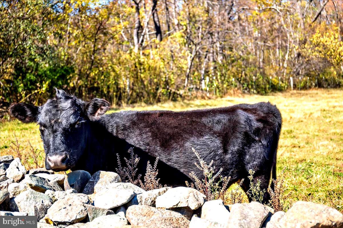 290 RILEY HOLLOW RD, HUNTLY, Virginia 22640, 3 Bedrooms Bedrooms, ,3 BathroomsBathrooms,Residential,For sale,290 RILEY HOLLOW RD,VARP2002360 MLS # VARP2002360 290 RILEY HOLLOW RD, HUNTLY, Virginia 22640, 3 Bedrooms Bedrooms, ,3 BathroomsBathrooms,Residential,For sale,290 RILEY HOLLOW RD,VARP2002360 MLS # VARP2002360