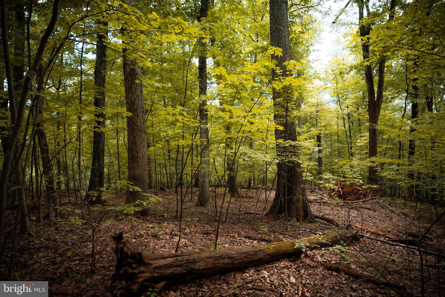 1 RAG HILL RD, SYRIA, Virginia 22743, ,Land,For sale,1 RAG HILL RD,VAMA2002354 MLS # VAMA2002354 1 RAG HILL RD, SYRIA, Virginia 22743, ,Land,For sale,1 RAG HILL RD,VAMA2002354 MLS # VAMA2002354