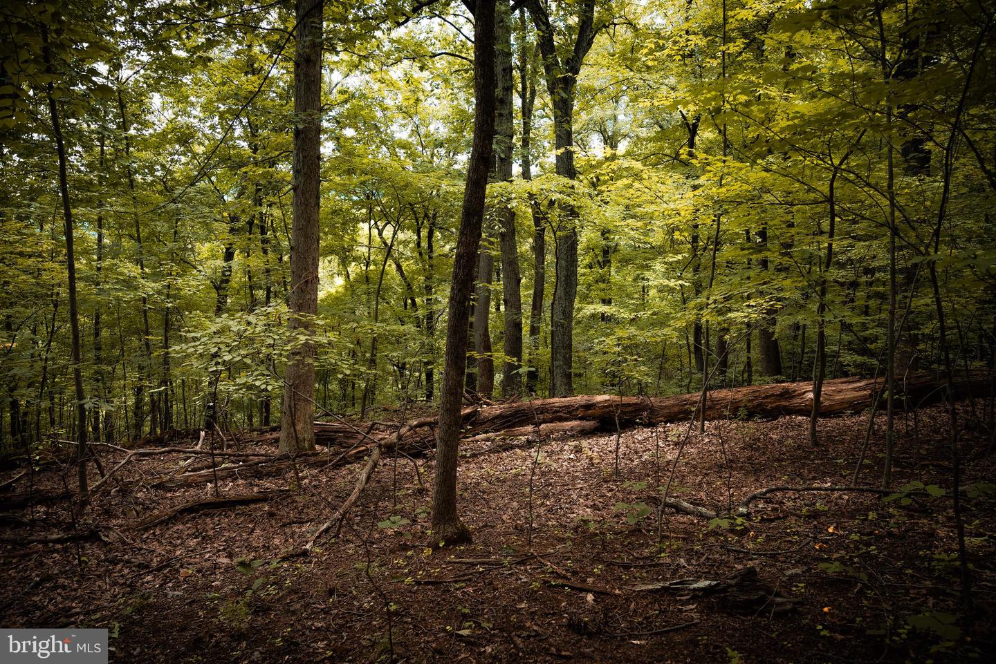 1 RAG HILL RD, SYRIA, Virginia 22743, ,Land,For sale,1 RAG HILL RD,VAMA2002354 MLS # VAMA2002354 1 RAG HILL RD, SYRIA, Virginia 22743, ,Land,For sale,1 RAG HILL RD,VAMA2002354 MLS # VAMA2002354