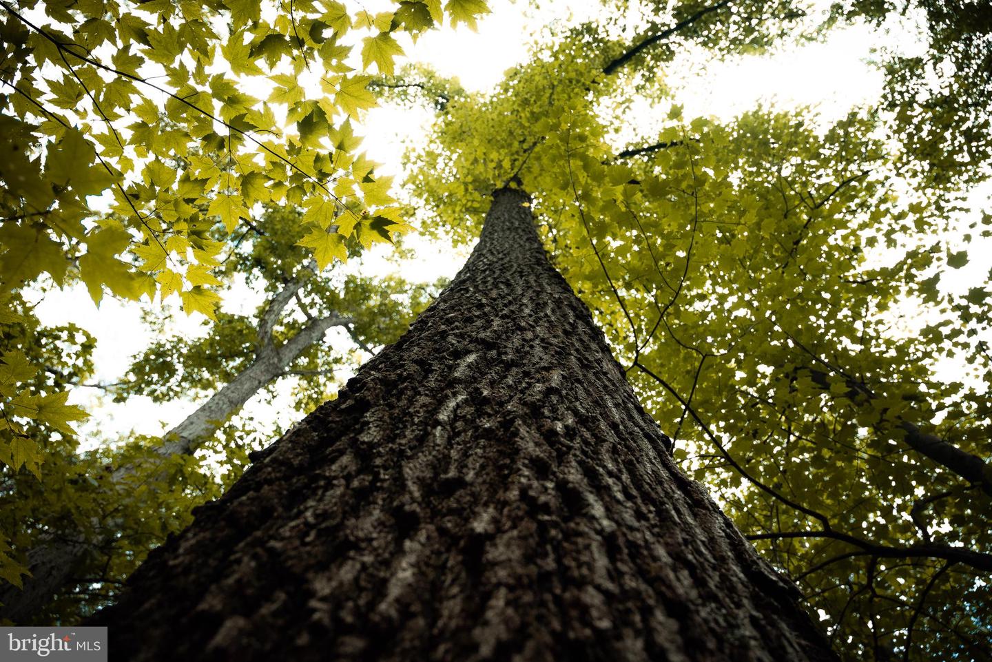 1 RAG HILL RD, SYRIA, Virginia 22743, ,Land,For sale,1 RAG HILL RD,VAMA2002354 MLS # VAMA2002354 1 RAG HILL RD, SYRIA, Virginia 22743, ,Land,For sale,1 RAG HILL RD,VAMA2002354 MLS # VAMA2002354