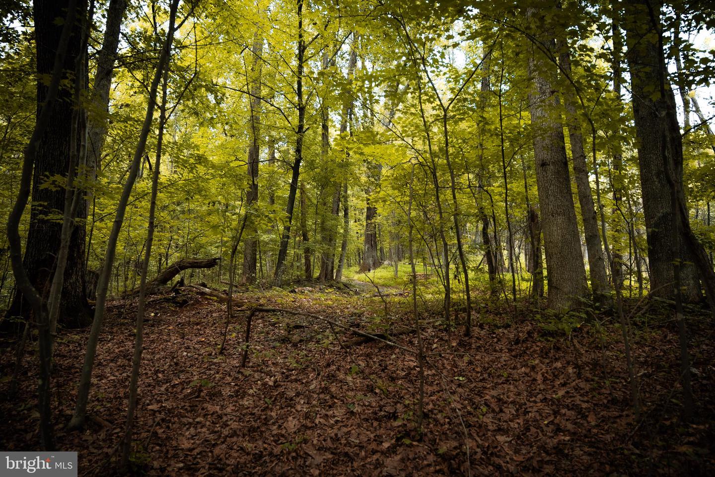 1 RAG HILL RD, SYRIA, Virginia 22743, ,Land,For sale,1 RAG HILL RD,VAMA2002354 MLS # VAMA2002354 1 RAG HILL RD, SYRIA, Virginia 22743, ,Land,For sale,1 RAG HILL RD,VAMA2002354 MLS # VAMA2002354