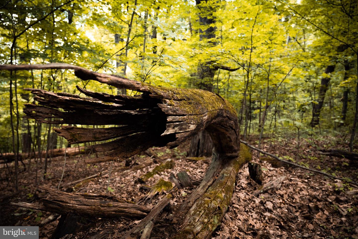 1 RAG HILL RD, SYRIA, Virginia 22743, ,Land,For sale,1 RAG HILL RD,VAMA2002354 MLS # VAMA2002354 1 RAG HILL RD, SYRIA, Virginia 22743, ,Land,For sale,1 RAG HILL RD,VAMA2002354 MLS # VAMA2002354