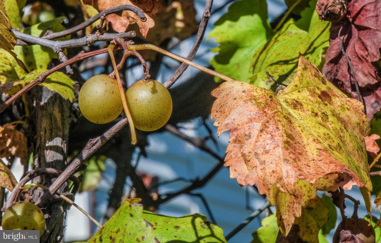 1421 PICKETT CT, FRONT ROYAL, Virginia 22630, 5 Bedrooms Bedrooms, ,3 BathroomsBathrooms,Residential,For sale,1421 PICKETT CT,VAWR2012668 MLS # VAWR2012668 1421 PICKETT CT, FRONT ROYAL, Virginia 22630, 5 Bedrooms Bedrooms, ,3 BathroomsBathrooms,Residential,For sale,1421 PICKETT CT,VAWR2012668 MLS # VAWR2012668