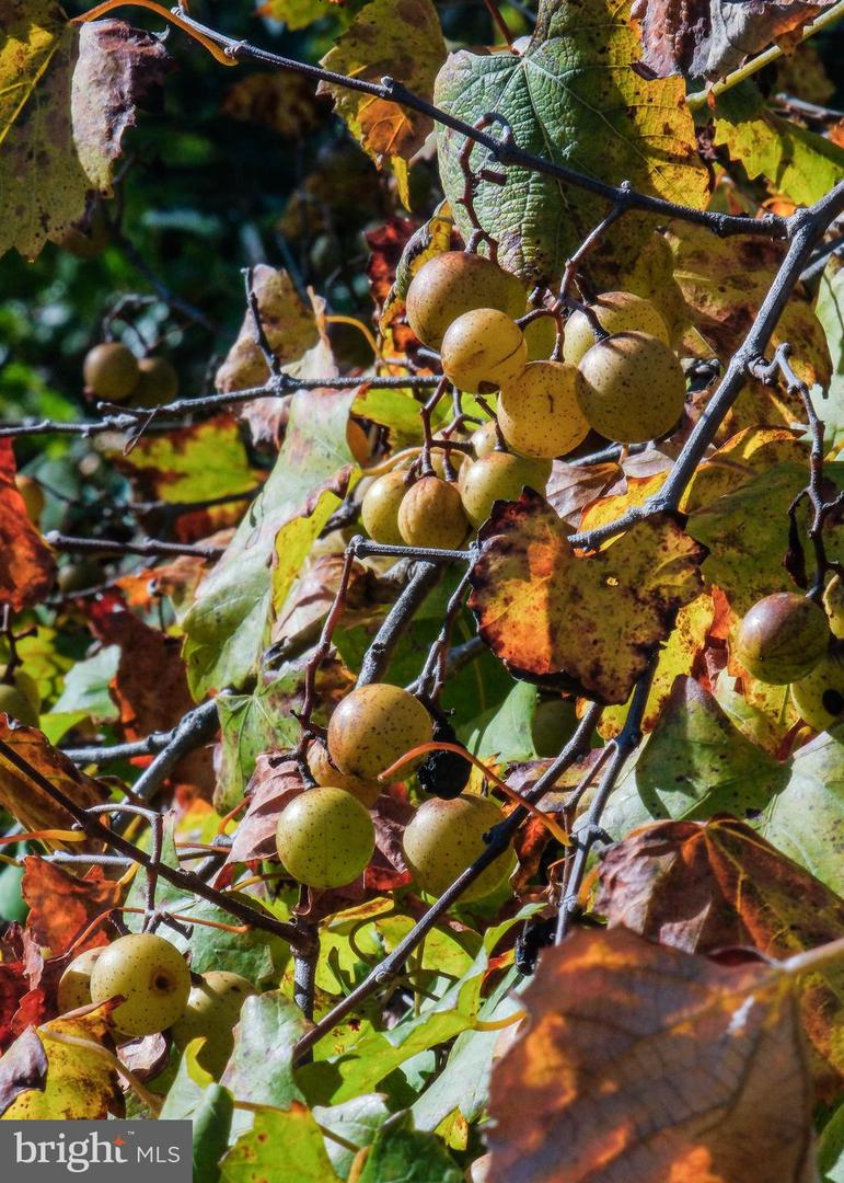 1421 PICKETT CT, FRONT ROYAL, Virginia 22630, 5 Bedrooms Bedrooms, ,3 BathroomsBathrooms,Residential,For sale,1421 PICKETT CT,VAWR2012668 MLS # VAWR2012668 1421 PICKETT CT, FRONT ROYAL, Virginia 22630, 5 Bedrooms Bedrooms, ,3 BathroomsBathrooms,Residential,For sale,1421 PICKETT CT,VAWR2012668 MLS # VAWR2012668